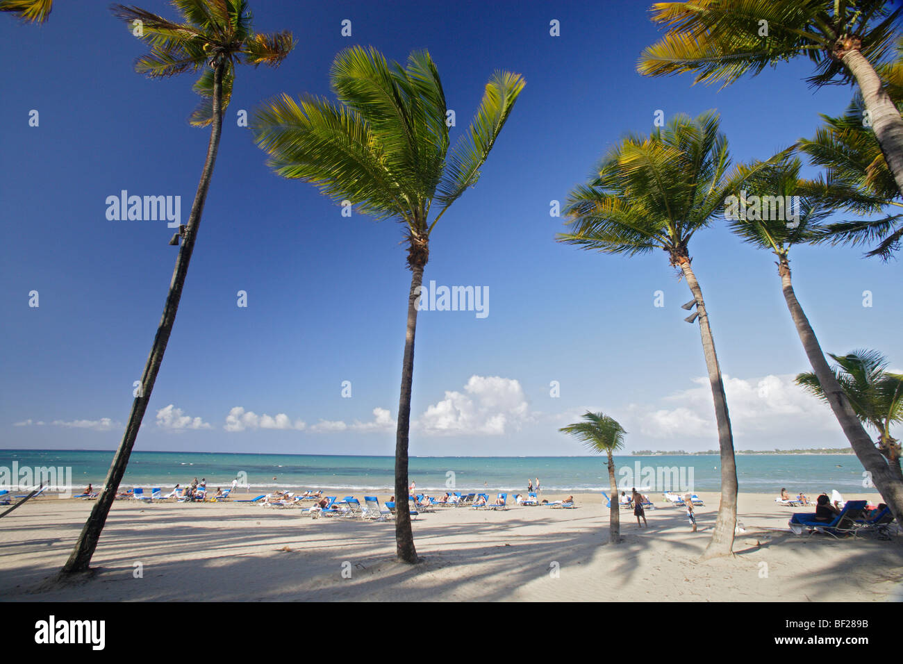 People and palm trees at the beach under blue sky, Isla Verde, Puerto Rico, Carribean, America Stock Photo