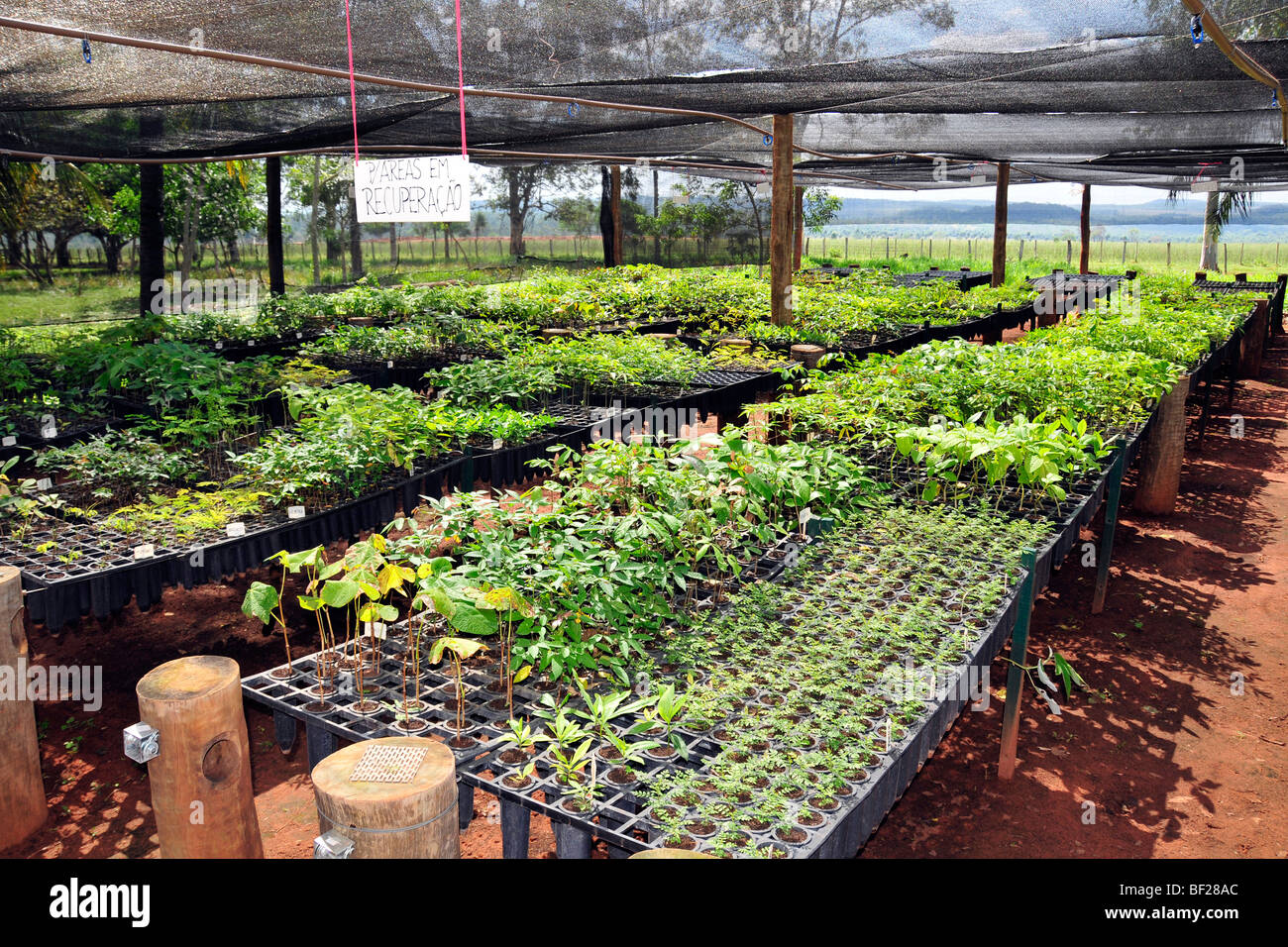 Nursery for endangered Brazilian trees, Bonito, Mato Grosso do Sul, Brazil Stock Photo