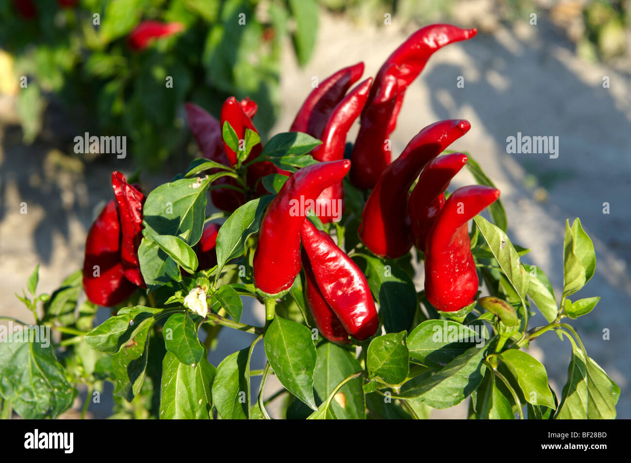 Capsicum annuum or chili peppers being grown to make Hungarian paprika