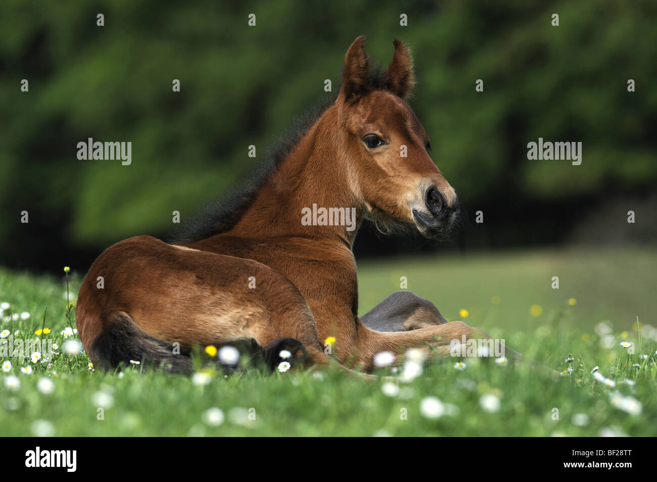 Mangalarga Marchador (Equus ferus caballus). Foal lying on a meadow. Stock Photo