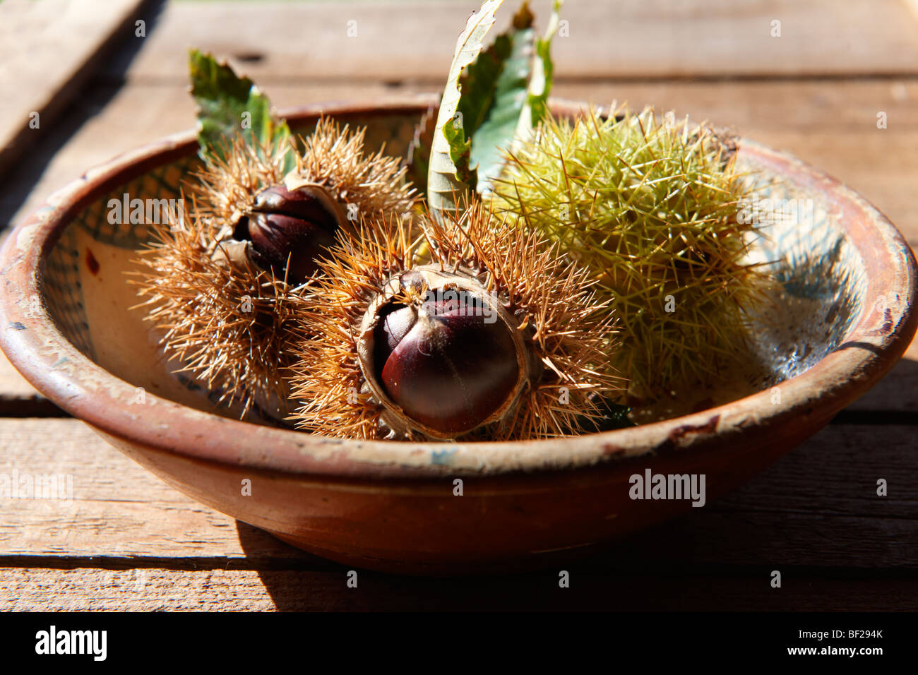 Fresh harvested Chestnut fruits and in shells (Castanea sativa) Stock Photo
