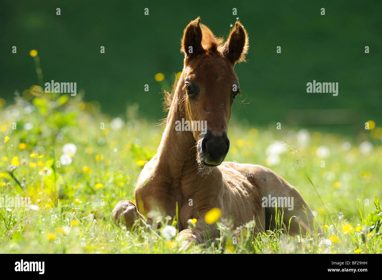 Mangalarga Marchador (Equus ferus caballus). Foal lying on a meadow. Stock Photo