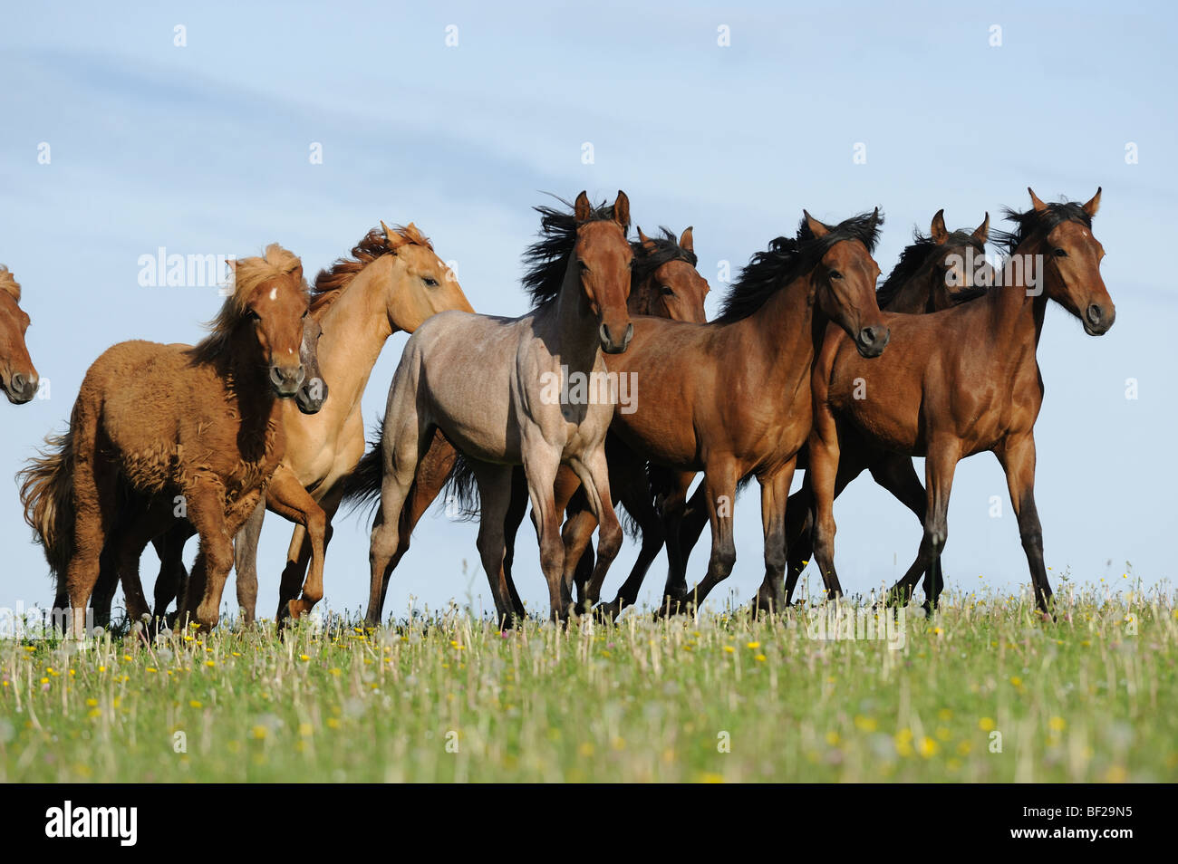 Mangalarga Marchador and Icelandic Horse (Equus caballus). Herd of young stallions trotting over a meadow. Stock Photo