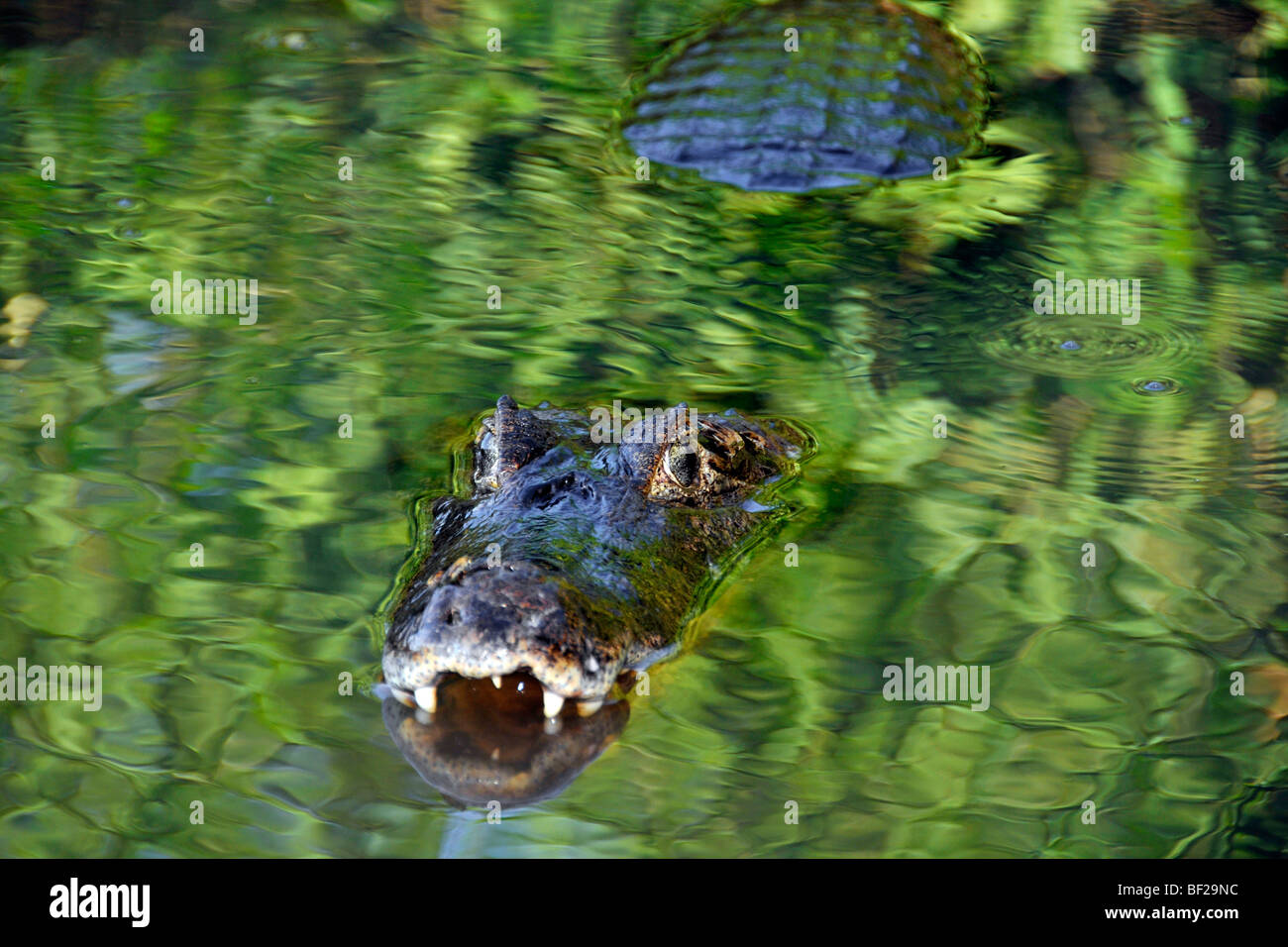 Pantanal caimans, Caiman crocodilus yacare, San Francisco Ranch, Miranda, Mato Grosso do Sul, Brazil Stock Photo
