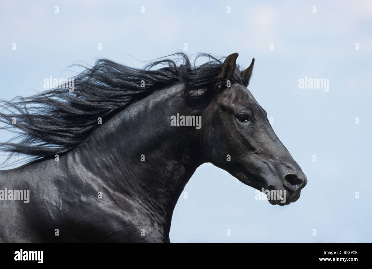 Paso Fino (Equus caballus). Portrait of a stallion. Stock Photo