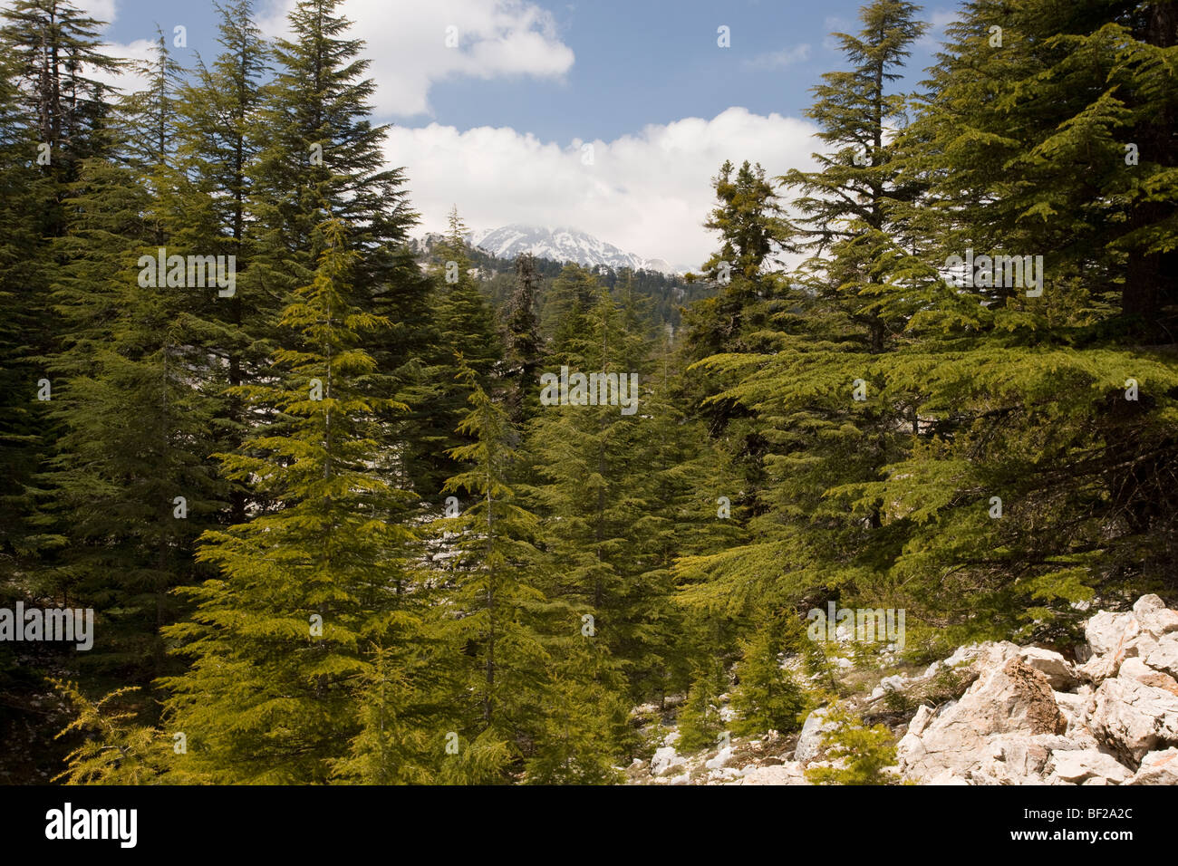 Mixed coniferous forest, mainly Lebanon Cedar Cedrus libani, near Ibradi, in theTaurus Mountains, south Turkey. Stock Photo