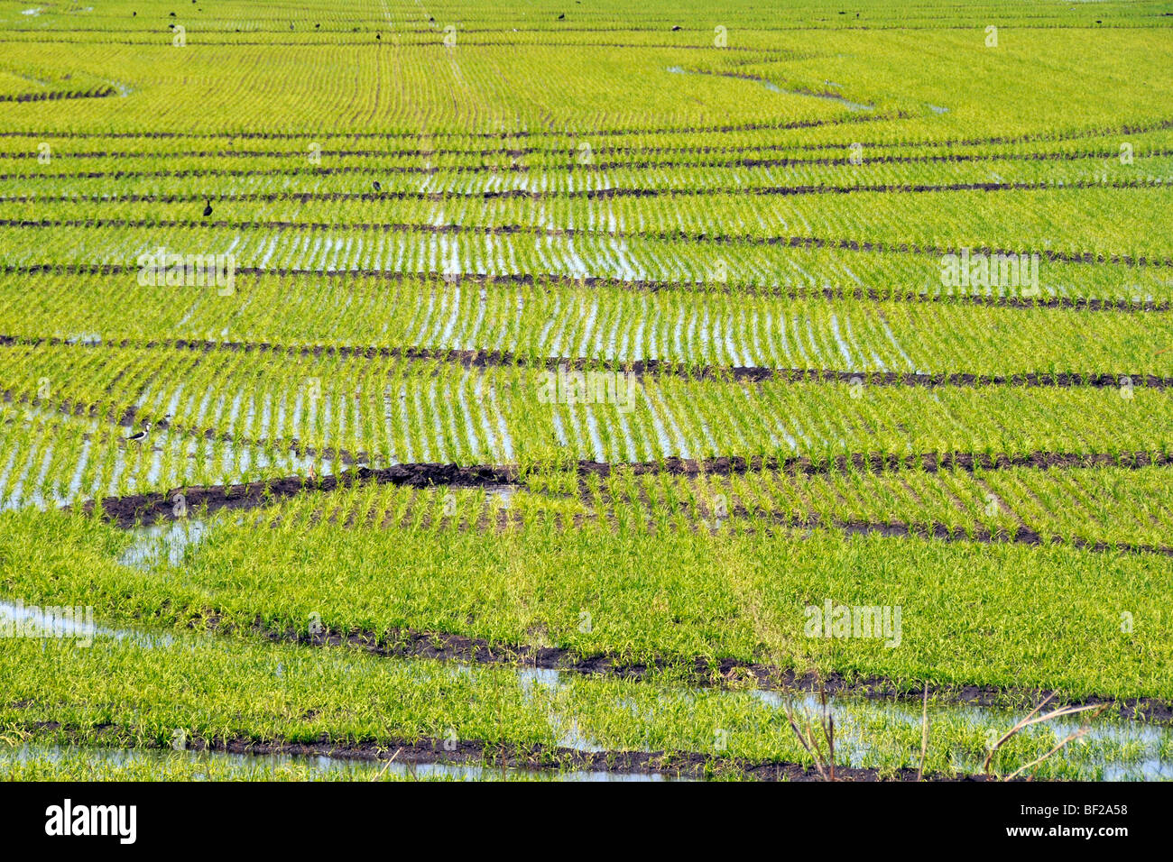 Rice field, Oryza sativa, San Francisco Ranch, Pantanal, Miranda, Mato Grosso do Sul, Brazil Stock Photo