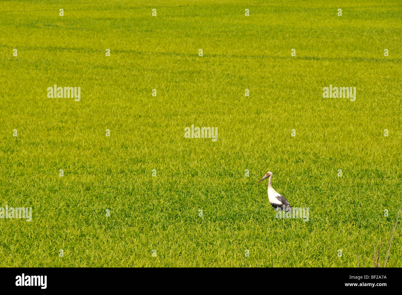 Jabiru in a rice field, Pantanal Miranda, Mato Grosso do Sul, Brazil Stock Photo