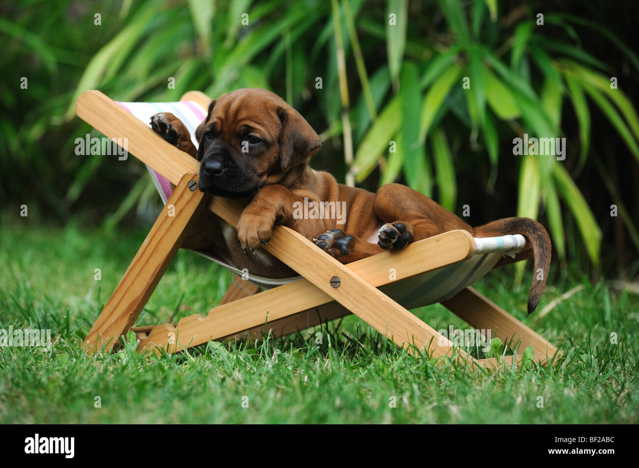 Rhodesian Ridgeback (Canis lupus familiaris), puppy lying in a dolls sunchair. Stock Photo