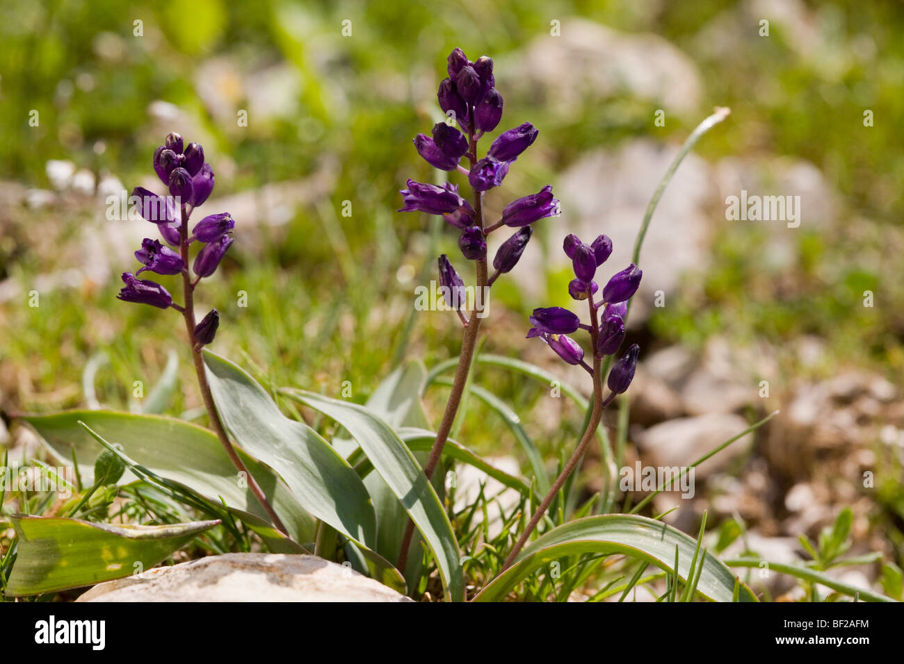 A little bulb Hyacinthella heldreichii in the Taurus Mountains, south Turkey. Stock Photo