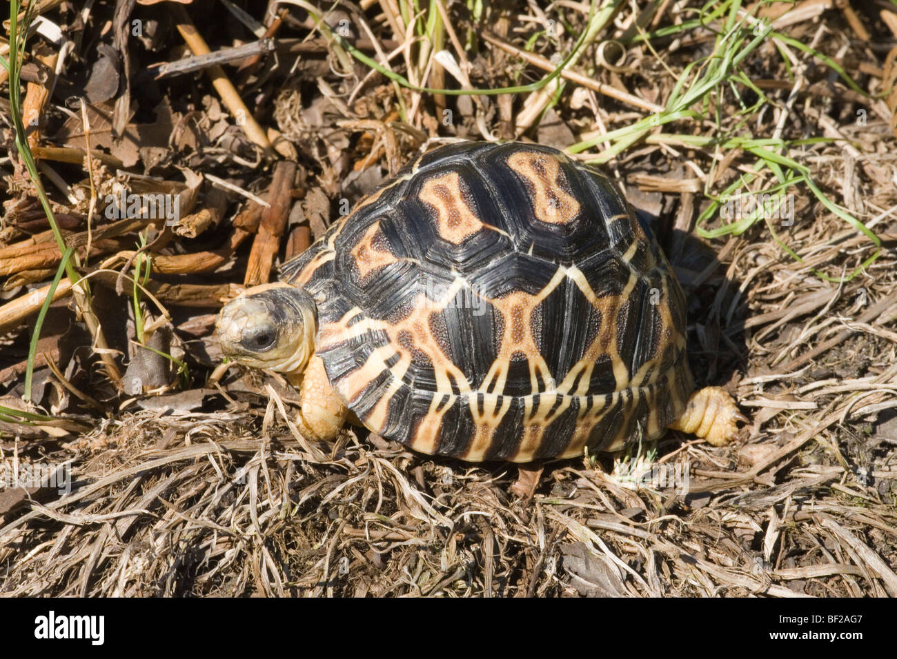 Radiated Tortoise (Astrochelys - formerly Geochelone- radiata). Juvenile, first year after hatching. Stock Photo