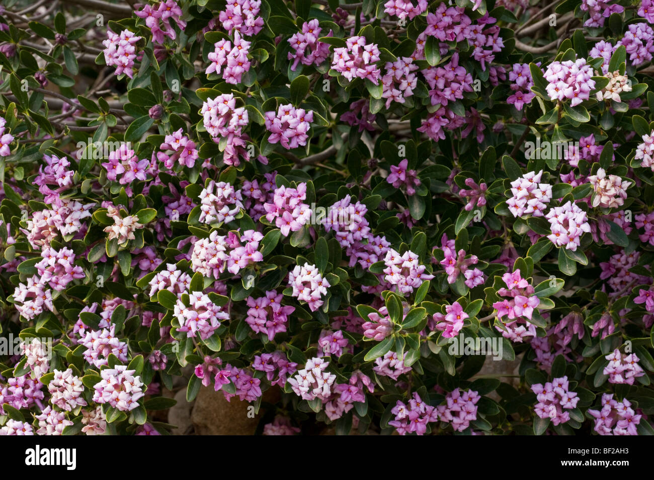 A pink wild daphne, Daphne sericea, in flower in the Taurus Mountains, south Turkey. Stock Photo