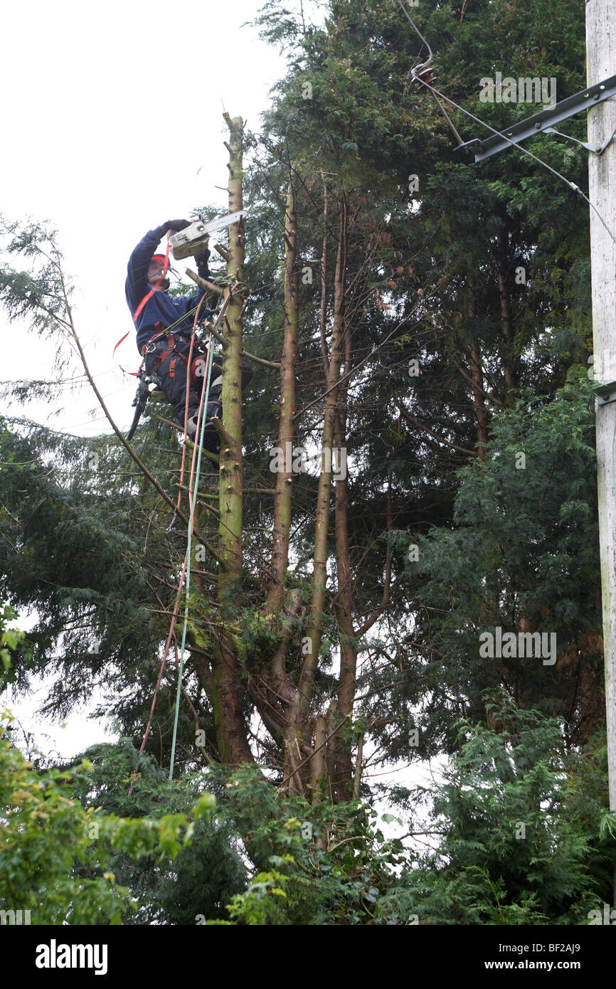 Tree fellers cutting down Leylandii trees close to high voltage