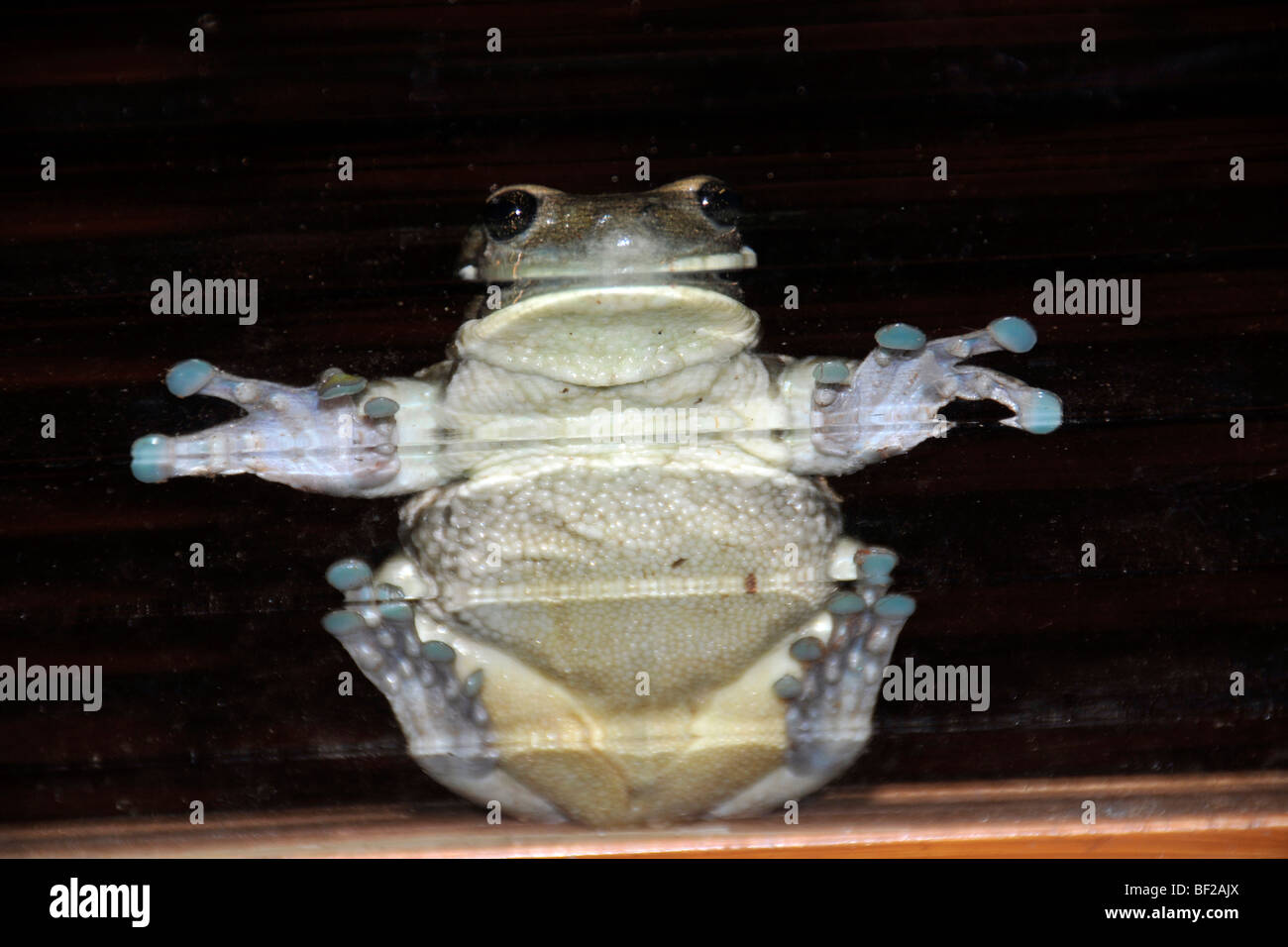 Frog stuck on glass window, Hyla sp., Fazenda San Francisco, Miranda, Mato Grosso do Sul, Brazil Stock Photo