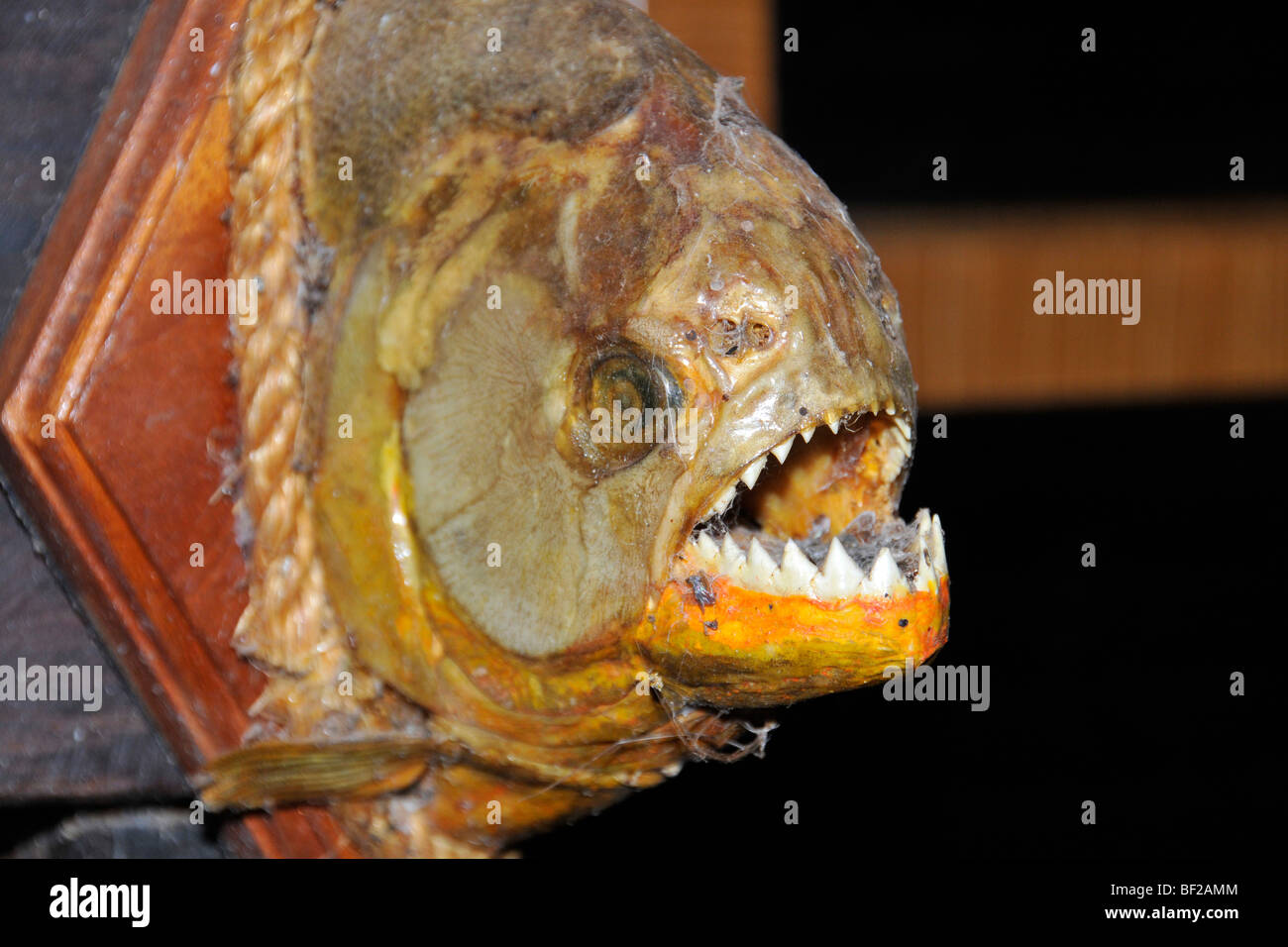 Mounted piranha head, Fazenda San Francisco, Miranda, Mato Grosso do Sul, Brazil Stock Photo