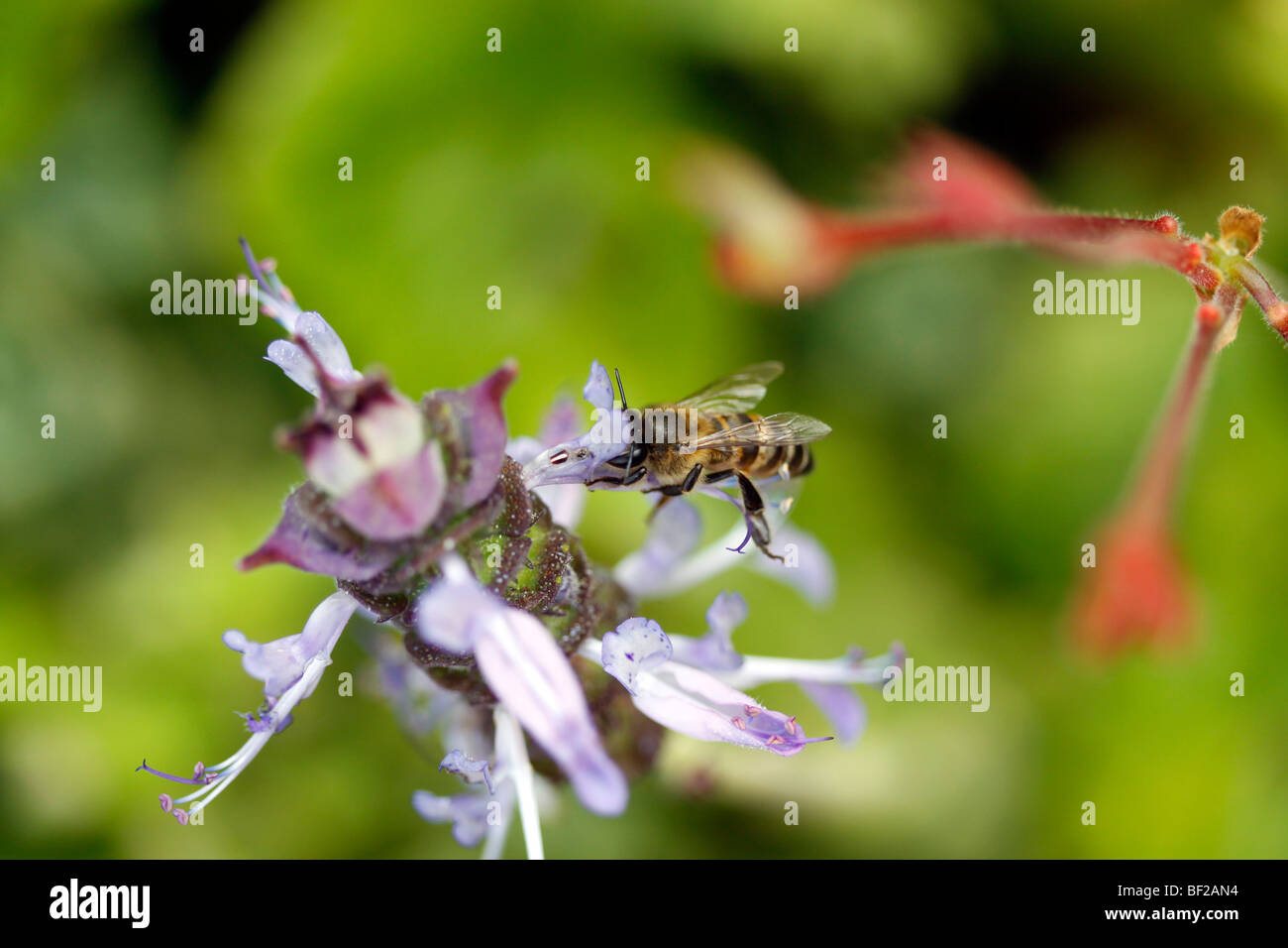 Bee pollinating blue Lobster flower. Stock Photo