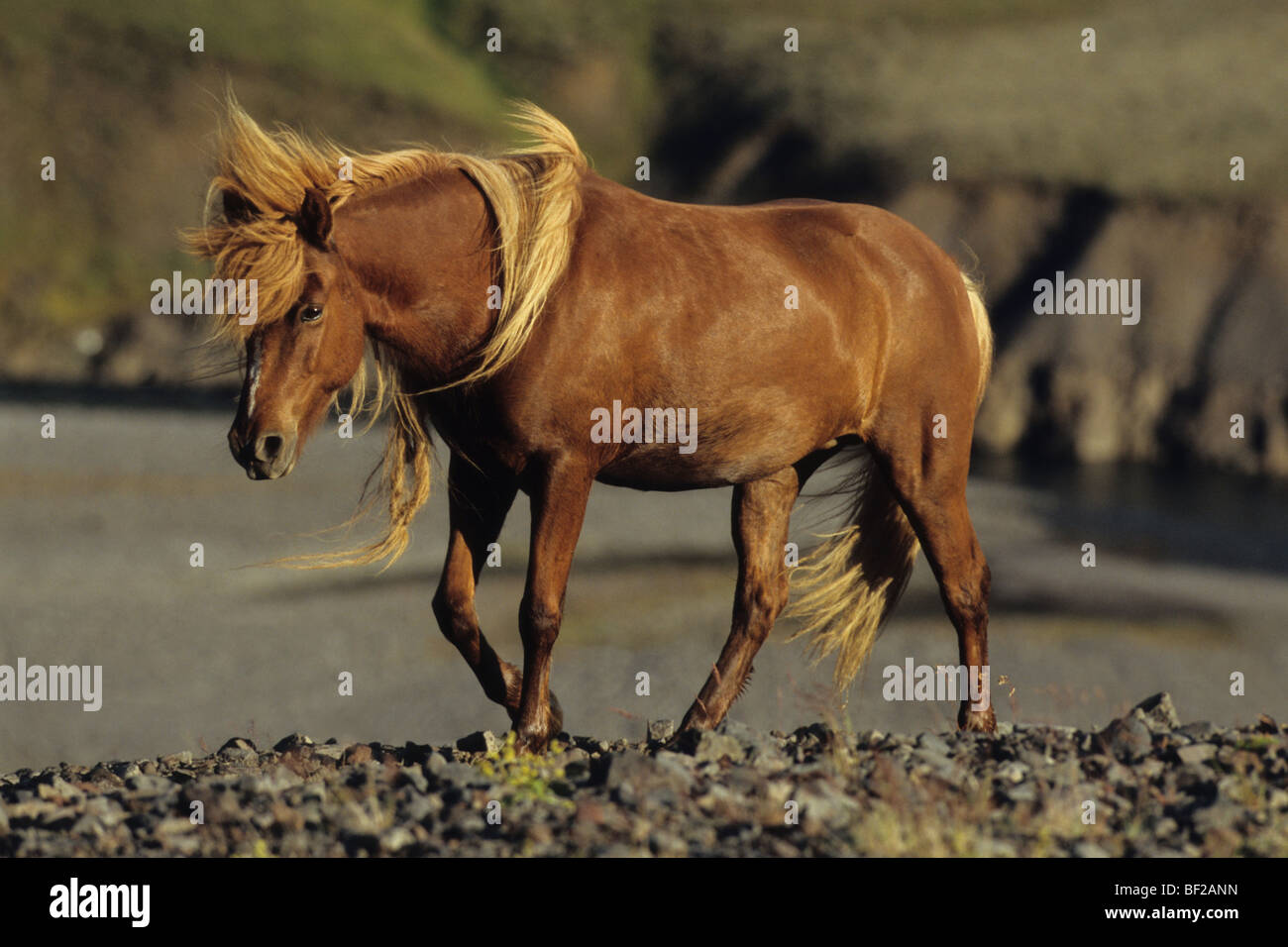 Icelandic Horse (Equus caballus), mare walking with strong winds. Stock Photo