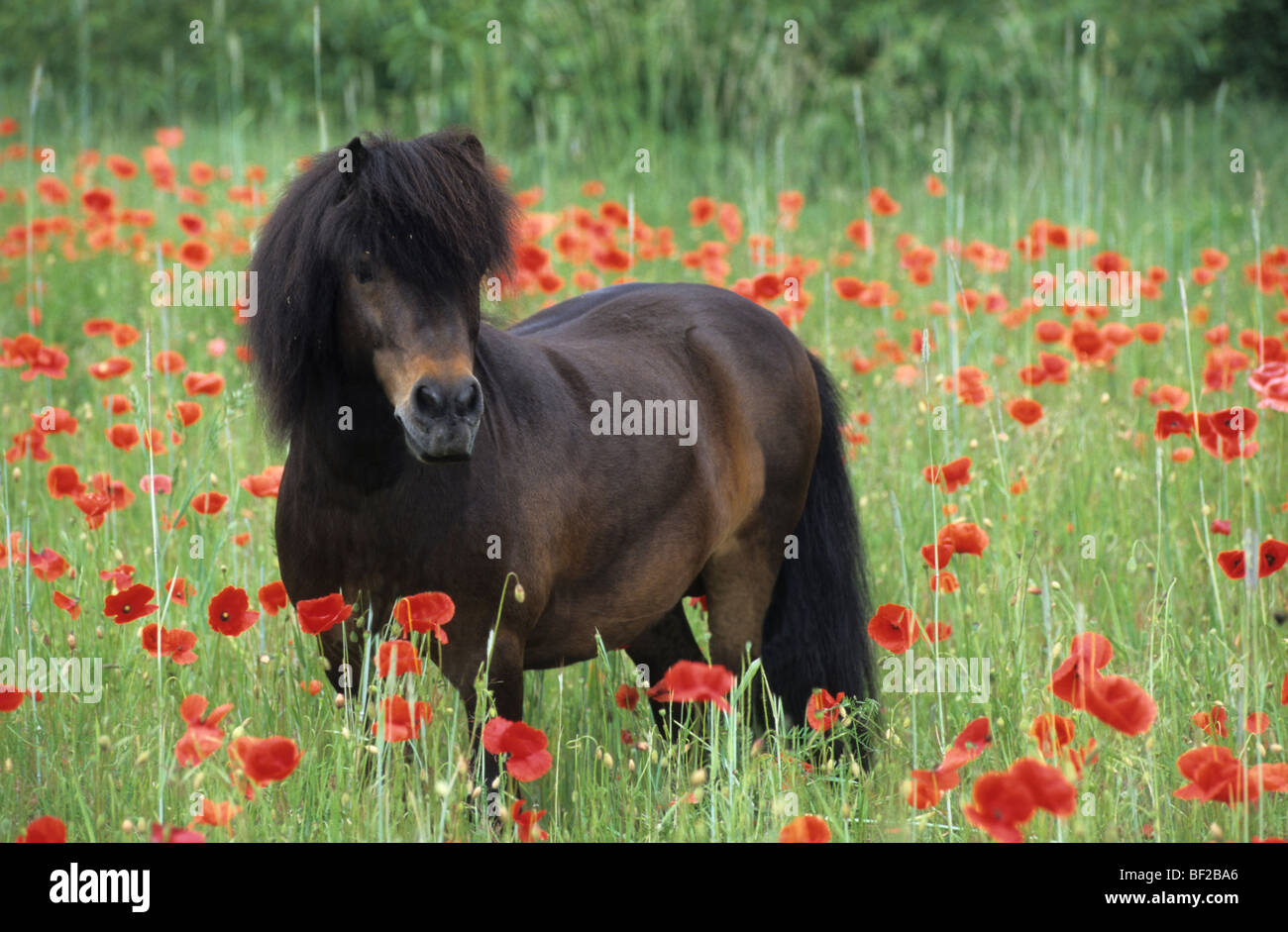 Shetland Pony (Equus caballus), stallion standing in a meadow with poppy flowers. Stock Photo