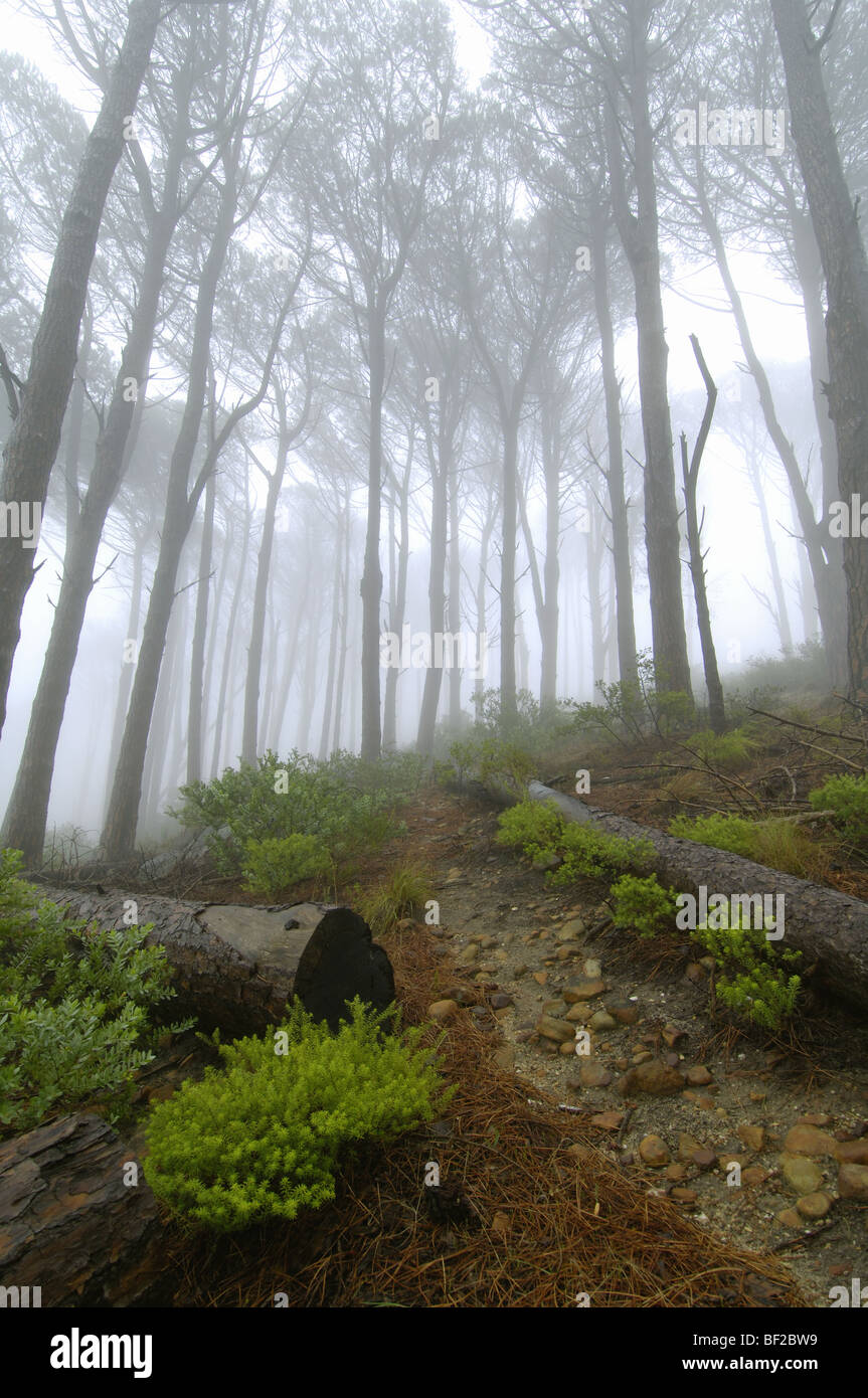 Mysterious Misty Forest Path On Signal Hill Cape Town Western Cape Stock Photo Alamy
