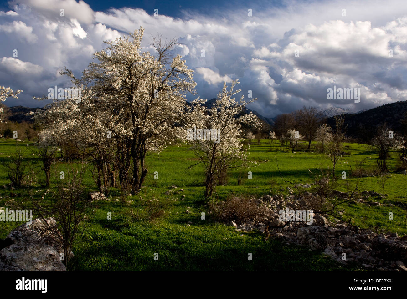 Semi-wild plums in flower near Ibradi, in stormy weather, in the Taurus Mountains, south Turkey. Stock Photo