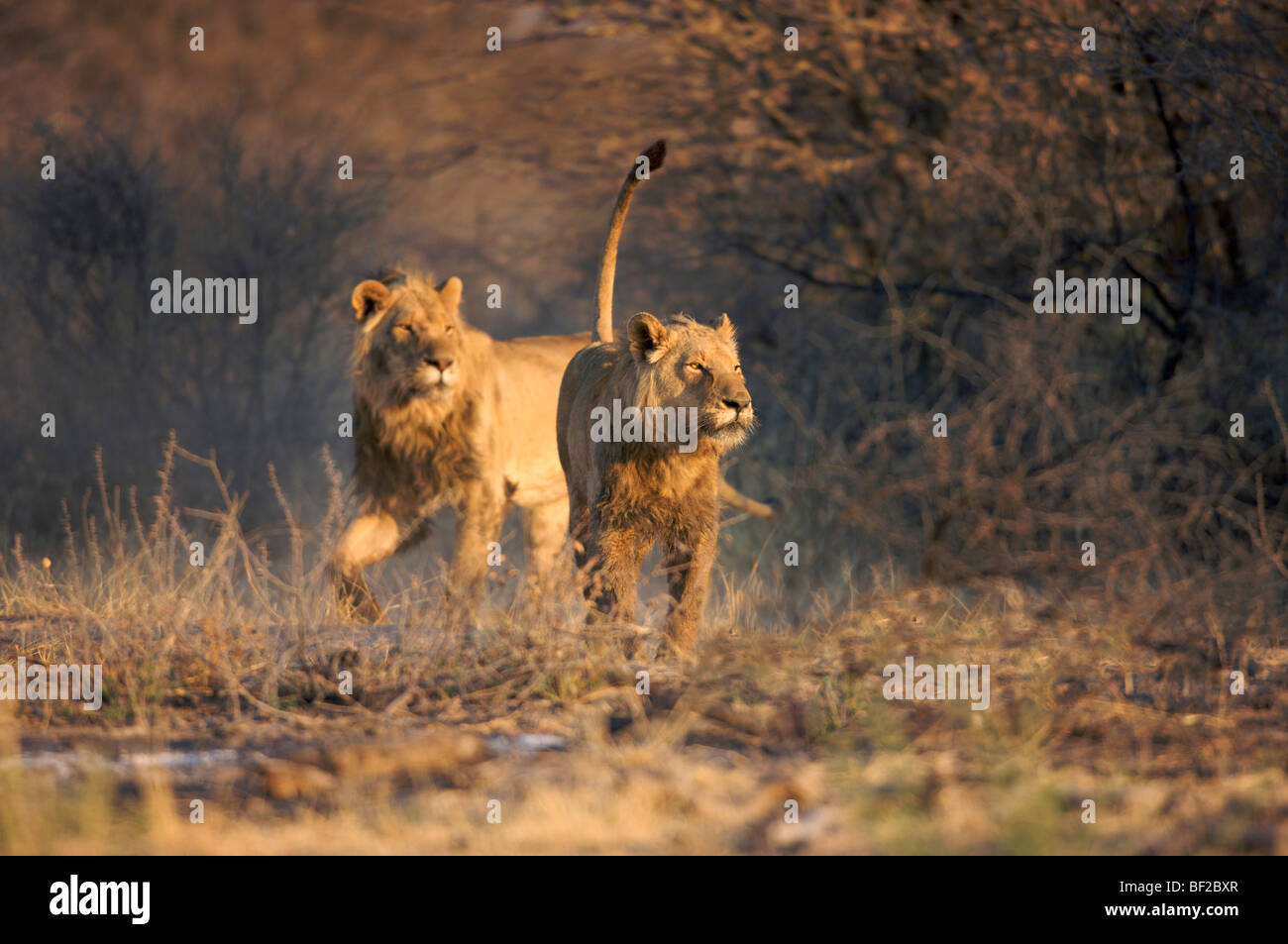 Pair of male lions (Panthera leo) running, Namibia. Stock Photo
