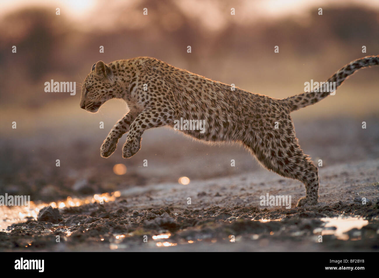 Leopard (Panthera pardus) jumping over water puddles,  Namibia. Stock Photo