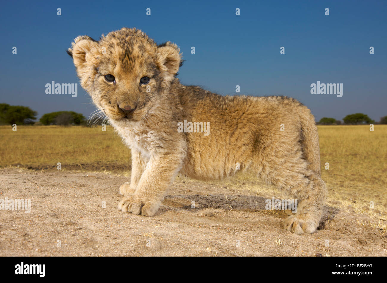 View of young lion cub (Panthera leo), looking at camera, Namibia. Stock Photo