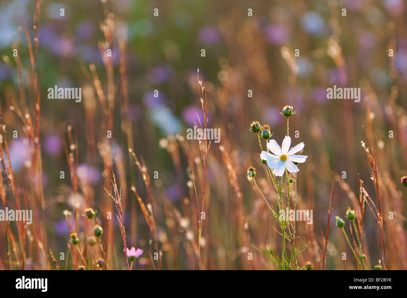 Soft focus image of a field of Cosmos (Cosmos bipinnatus), Northern KwaZulu-Natal Province, South Africa Stock Photo