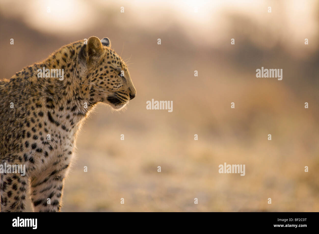 Leopard (Panthera pardus)  watching scene, Namibia. Stock Photo