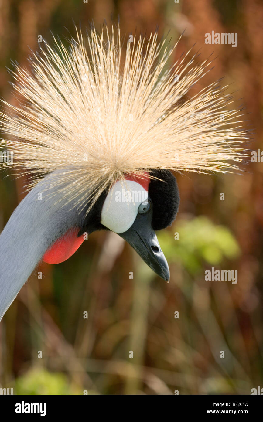 East African, Grey or Grey-necked Crowned Crane Balearica regulorum gibbericeps Head portrait. Crown or Crest. Facial detail. Stock Photo