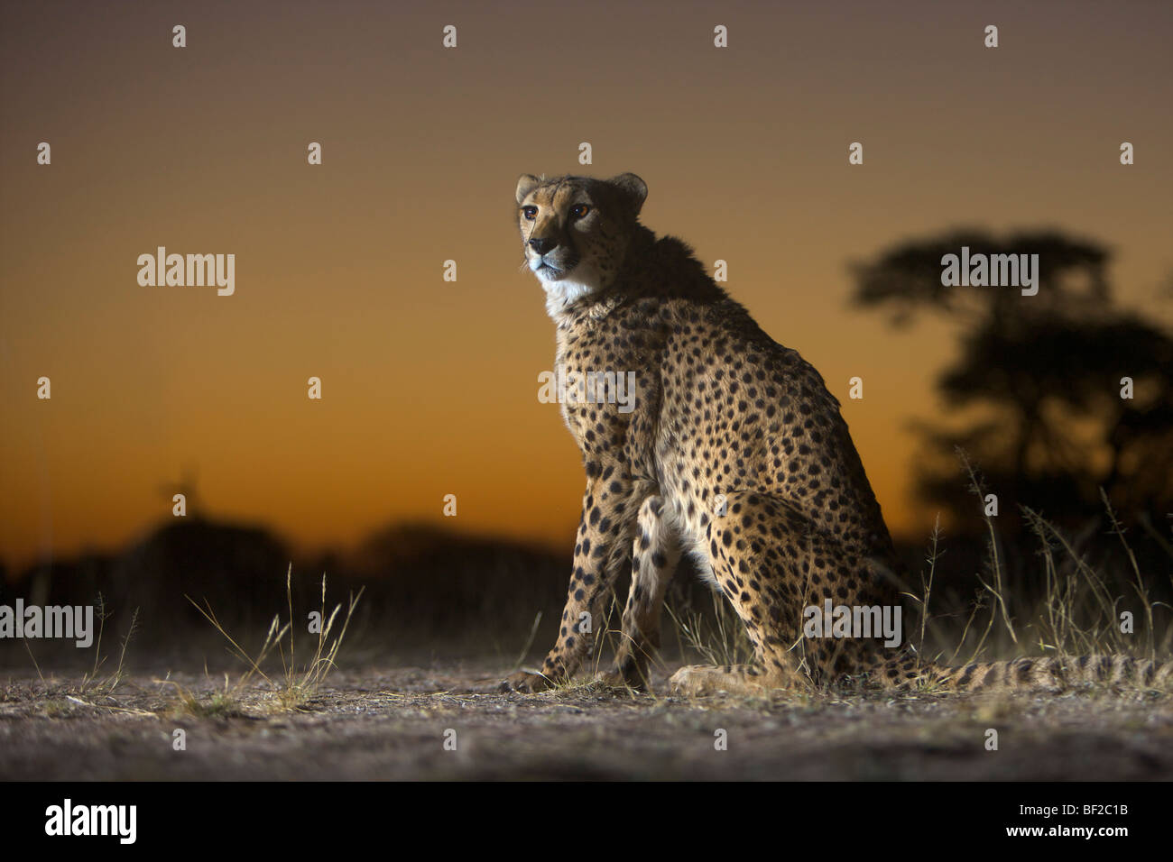 Cheetah (Acinonyx jubatus) sitting, Namibia. Stock Photo