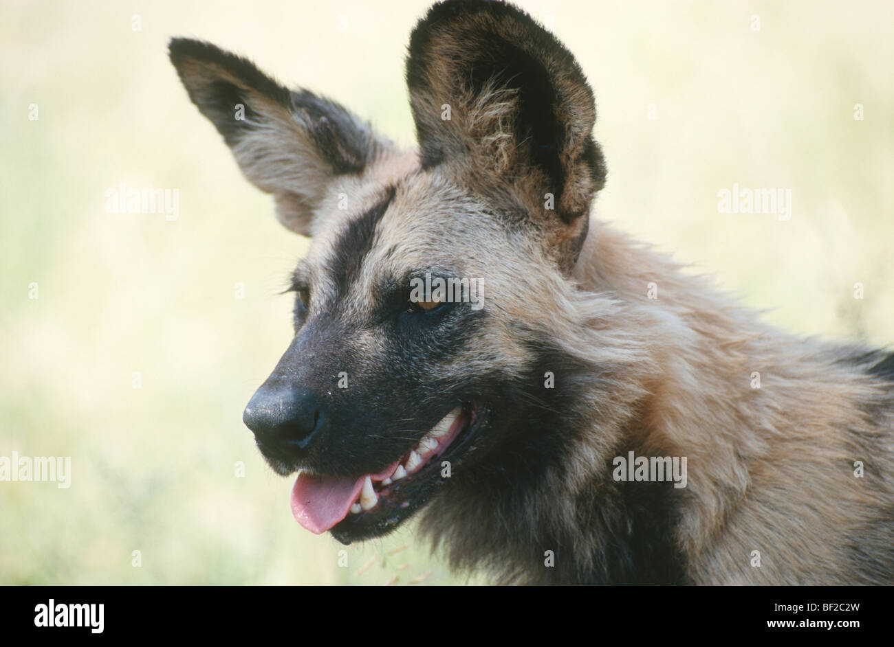 African Wild Dog, Lycaon pictus, South Africa Stock Photo