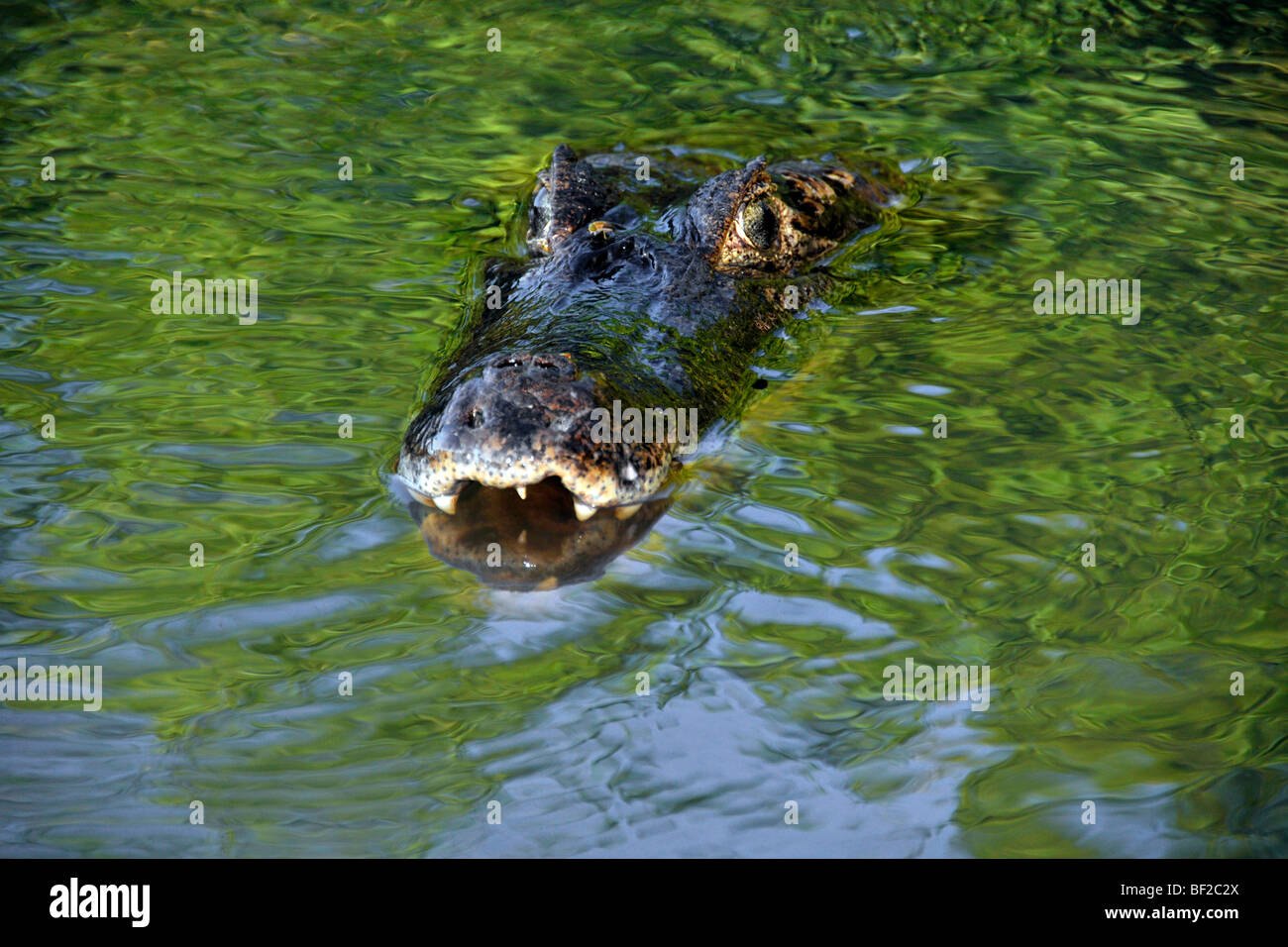 Pantanal caimans, Caiman crocodilus yacare, San Francisco Ranch, Miranda, Mato Grosso do Sul, Brazil Stock Photo