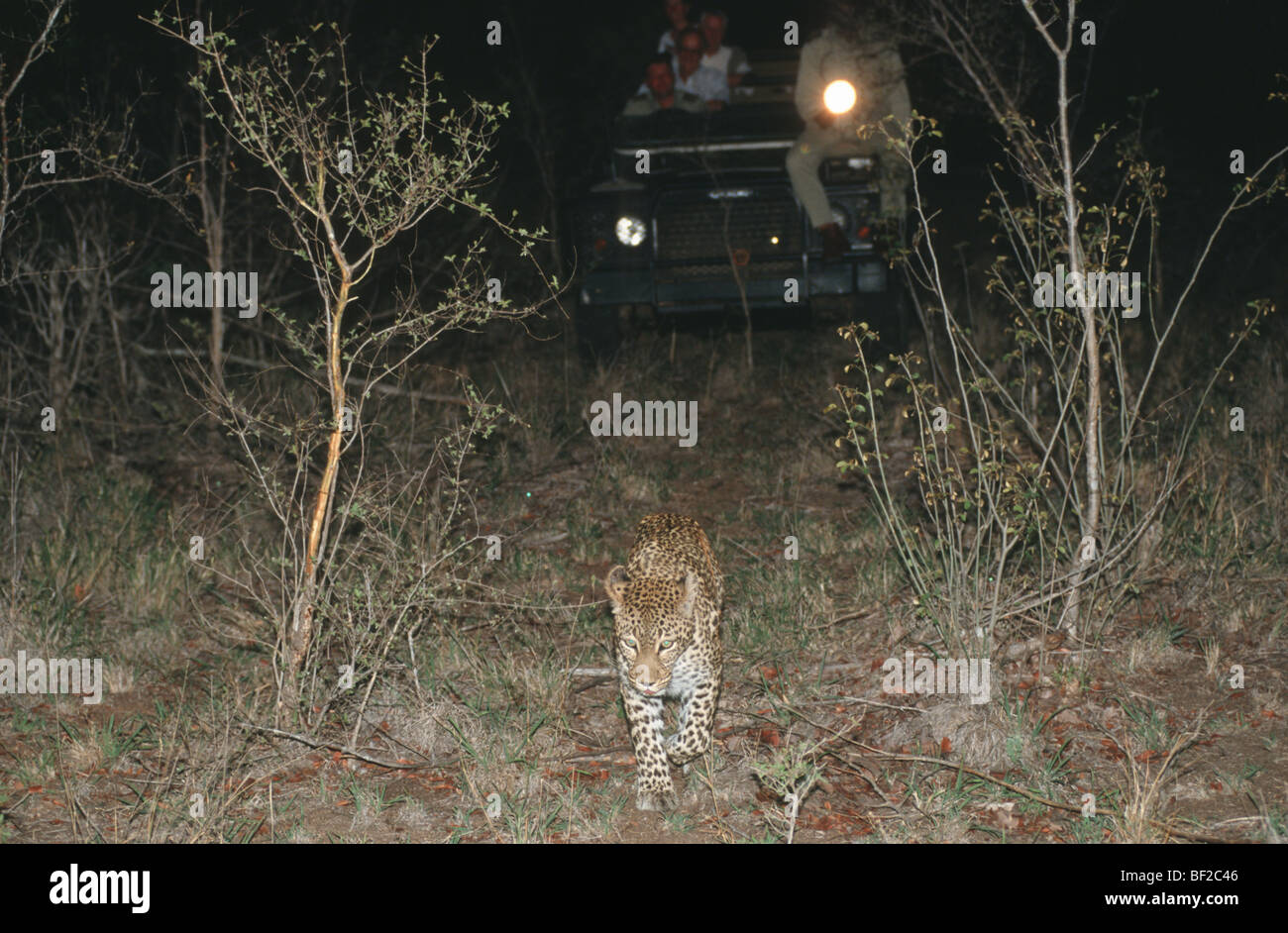Game-drive safari watching Leopard at night, Panthera pardus, South Africa Stock Photo