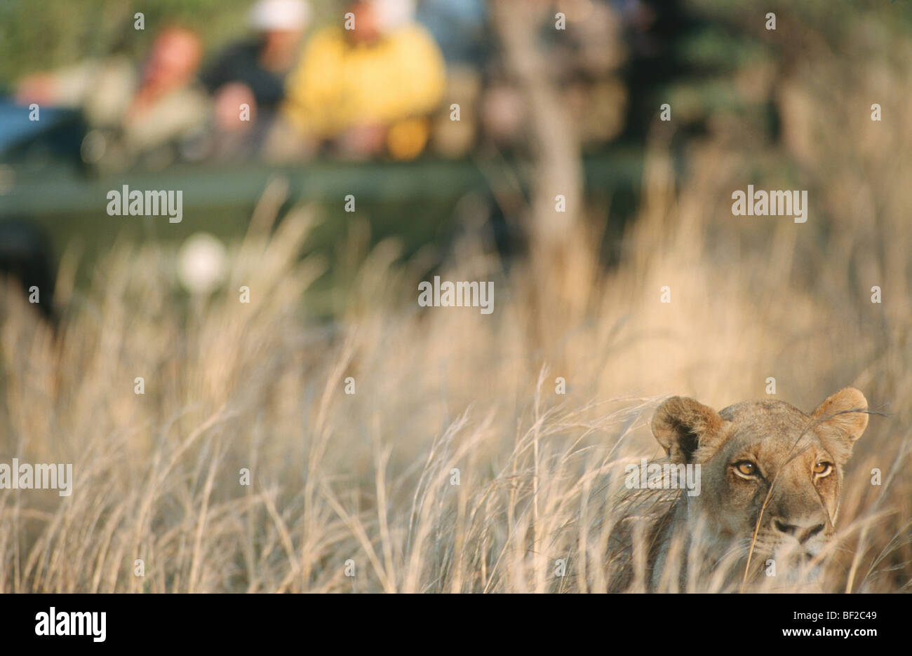 Lioness, Panthera leo, watched by game-drive safari group in background, South Africa Stock Photo