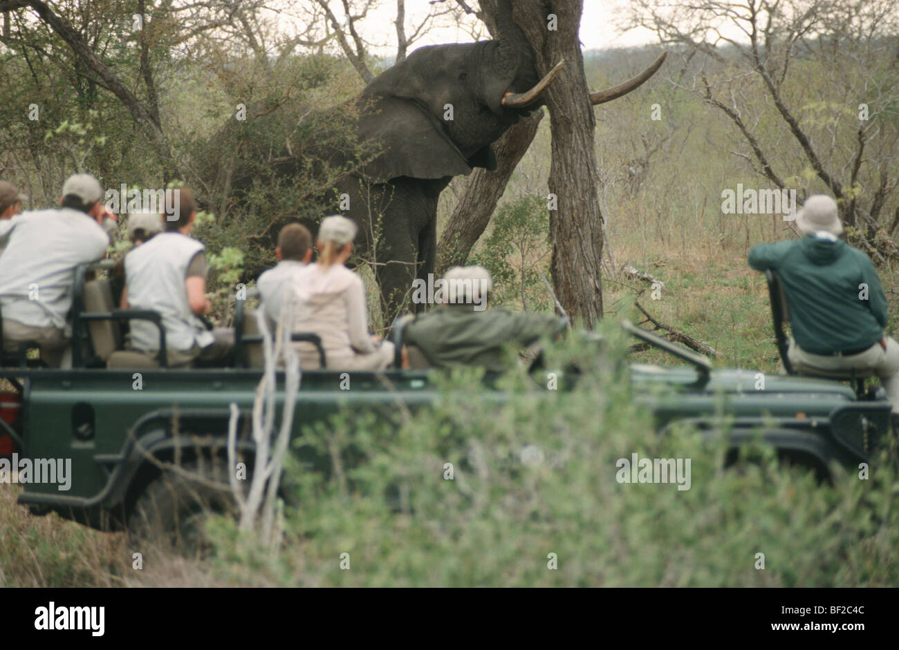 Game-drive safari watching African Elephant, Loxodonta africana, South Africa Stock Photo
