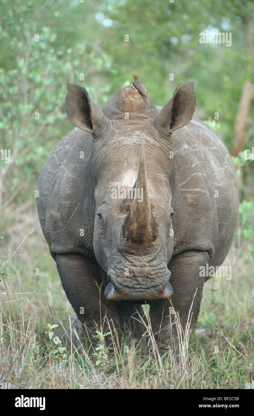 White Rhinoceros, Ceratotherium simum in grass, South Africa Stock Photo