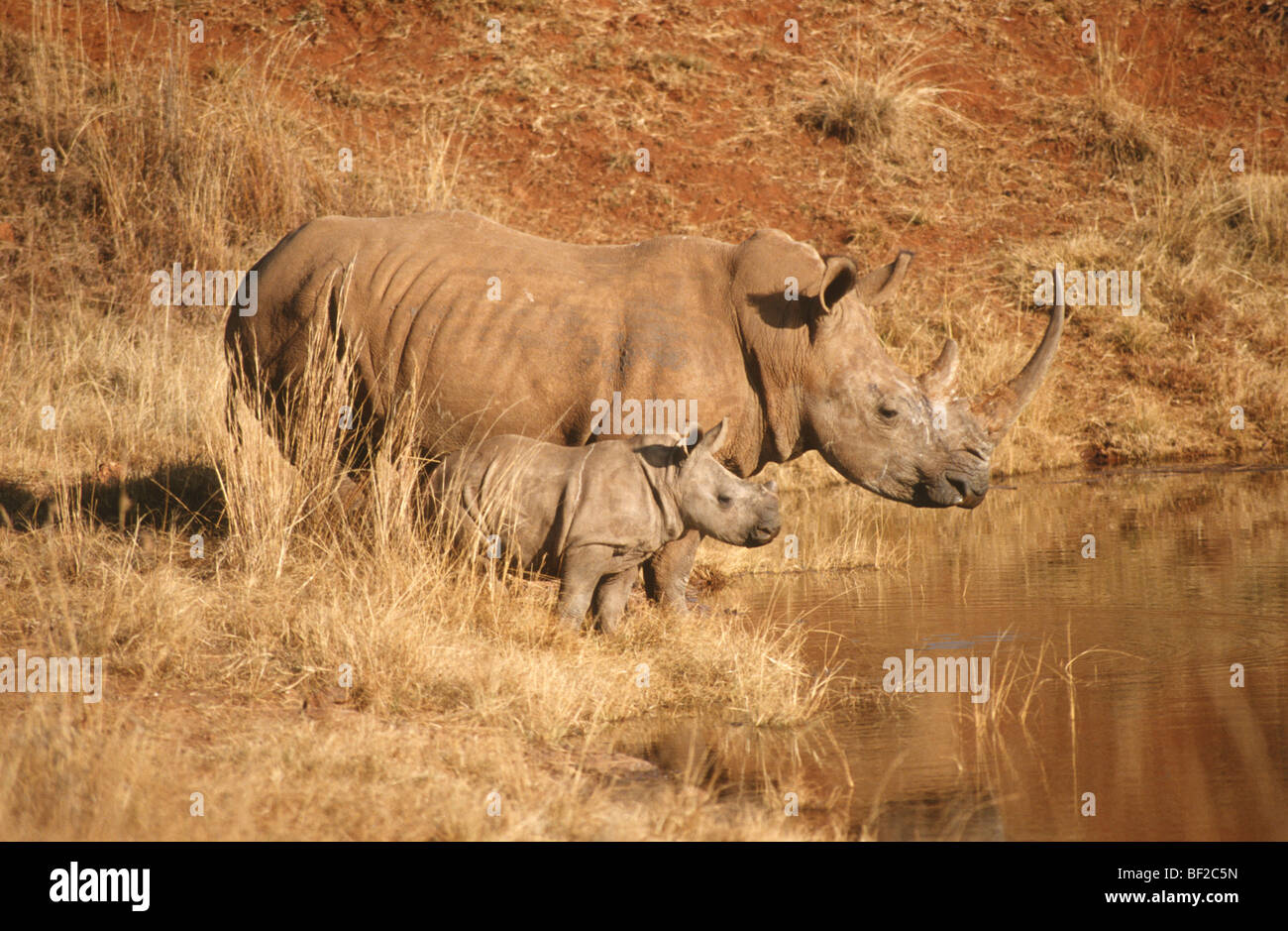 White Rhinoceros, Ceratotherium simum with calf at water hole, South Africa Stock Photo