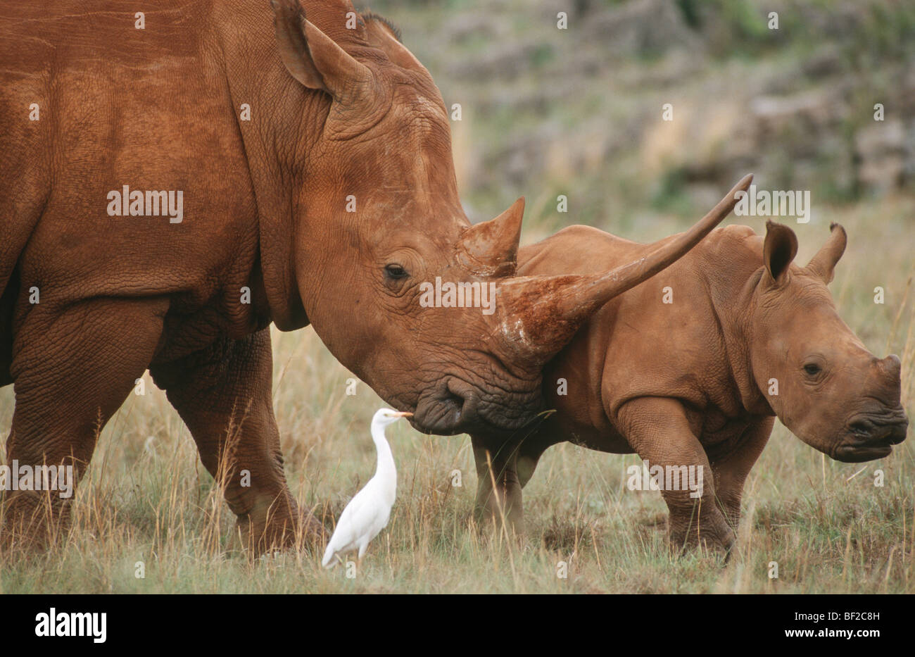 White Rhinoceros, Ceratotherium simum with calf and egret, South Africa Stock Photo