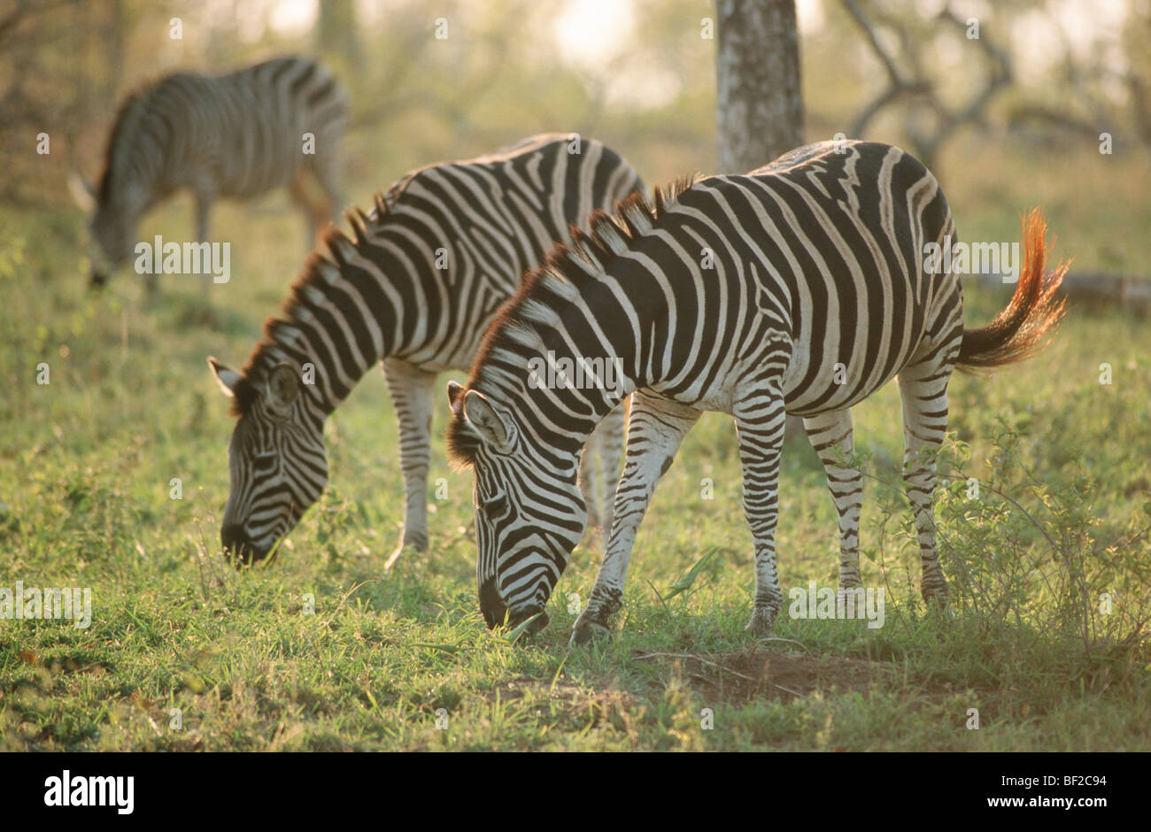 Burchell's Zebras, Equus burchelli grazing, South Africa Stock Photo