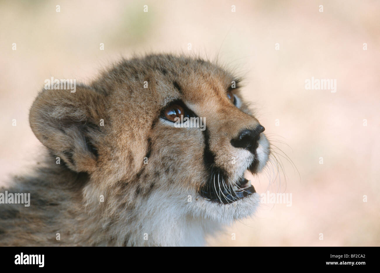 Cheetah cub, Acinonyx jubatus South Africa Stock Photo
