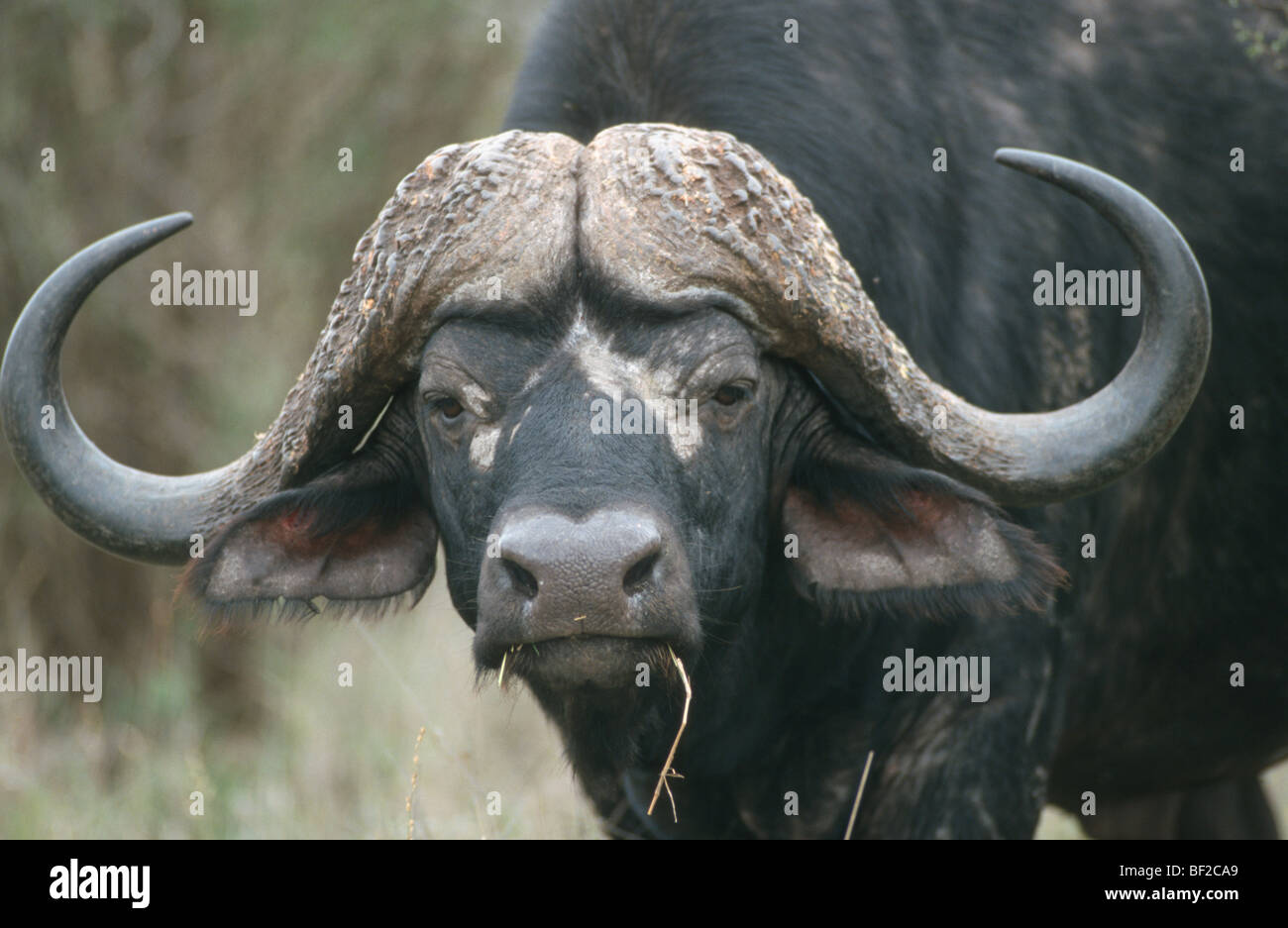Cape Buffalo, Syncerus caffer, Kruger National Park, Mpumalanga Province, South Africa Stock Photo