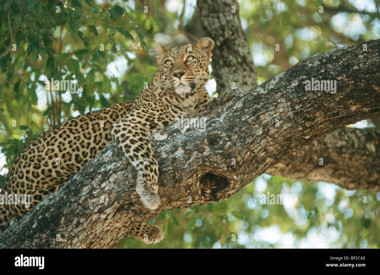 Leopard, Panthera Pardus in tree, South Africa Stock Photo