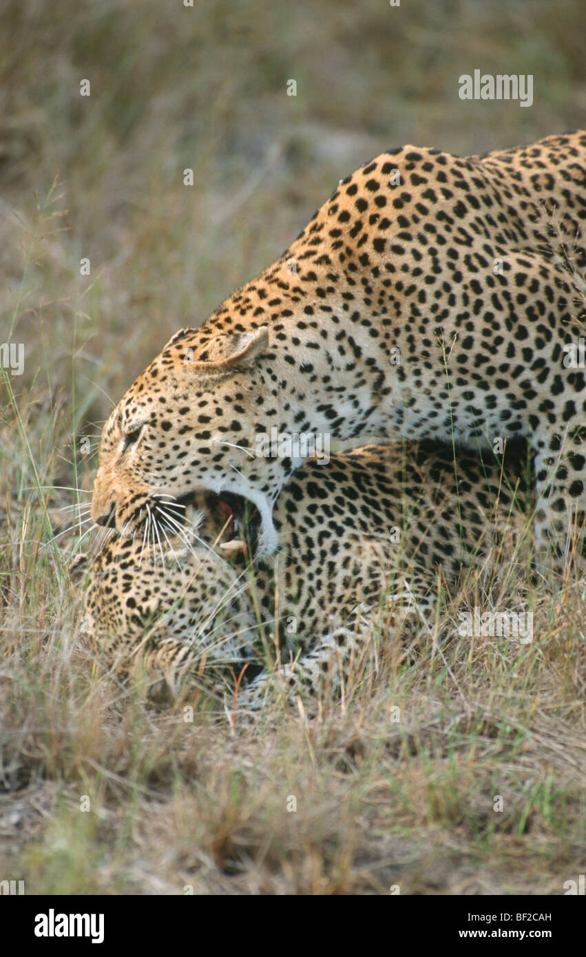 Leopards, Panthera Pardus playing in long grass, South Africa Stock Photo