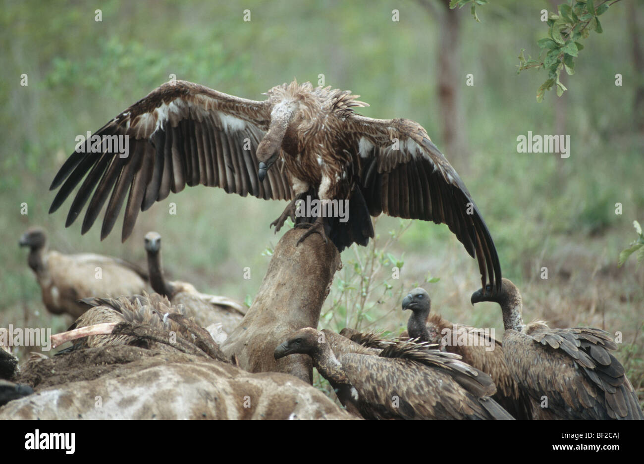 Whitebacked Vultures, Gyps africanus and Cape Vultures, Gyps coprotheres at kill, South Africa Stock Photo