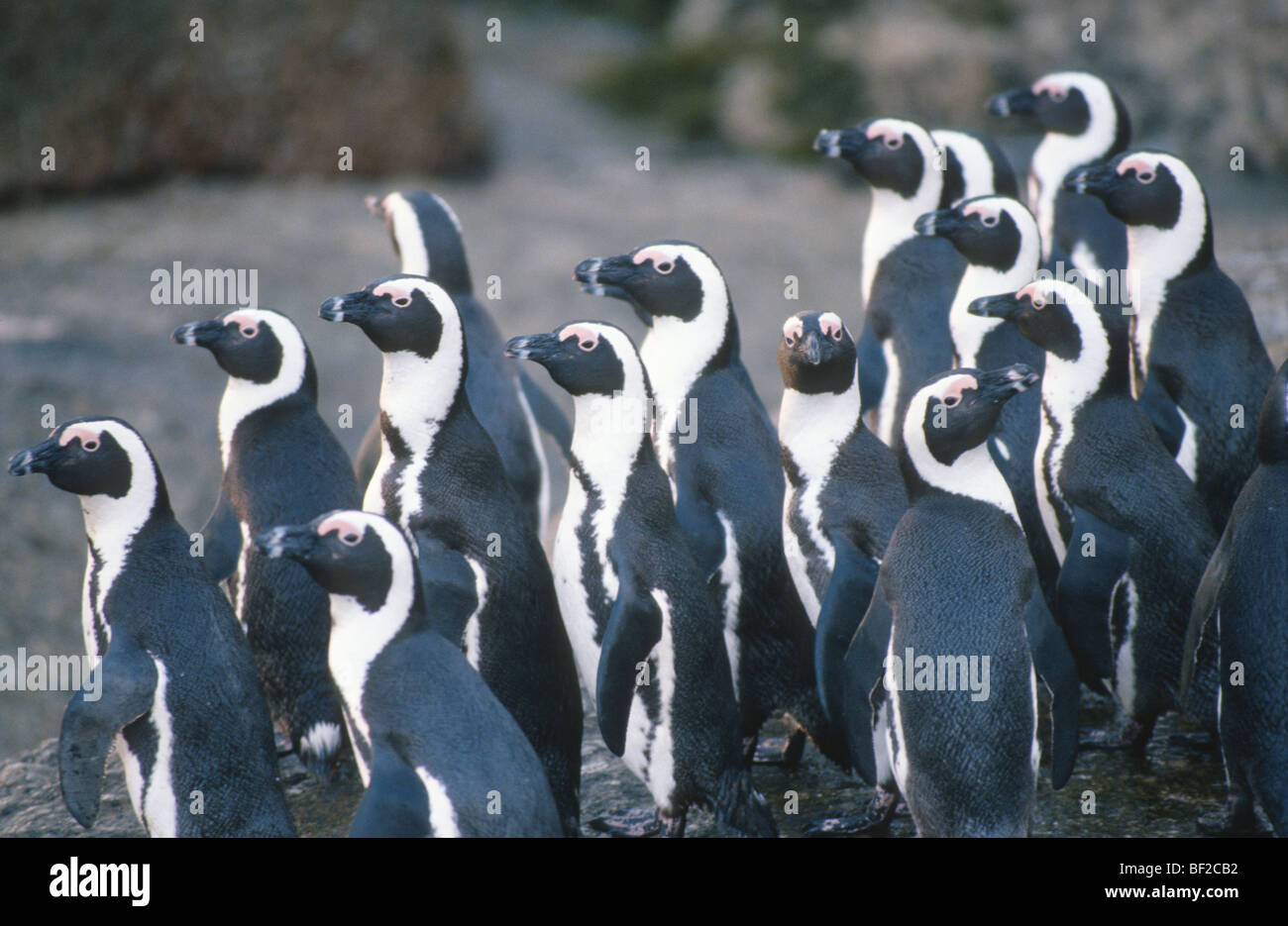 Jackass Penguins (Spheniscus demersus), South Africa Stock Photo