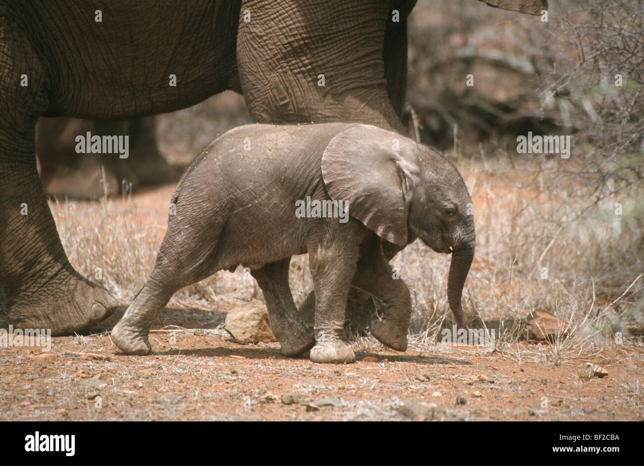 African Elephant (Loxodonta african) calf, Kruger National Park, Mpumalanga Province, South Africa Stock Photo