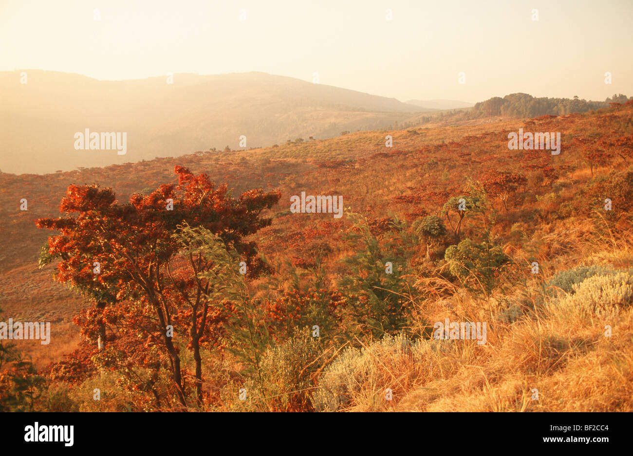 Landscape scenic with low sun, Eastern Highlands, Nyanga, Zimbabwe Stock Photo