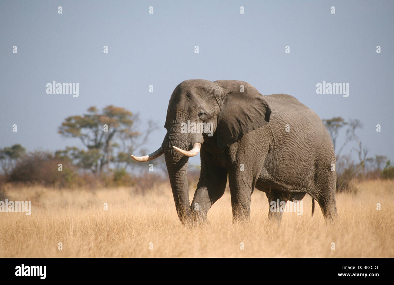 African elephant (Loxodonta africana), Hwange, Zimababwe Stock Photo
