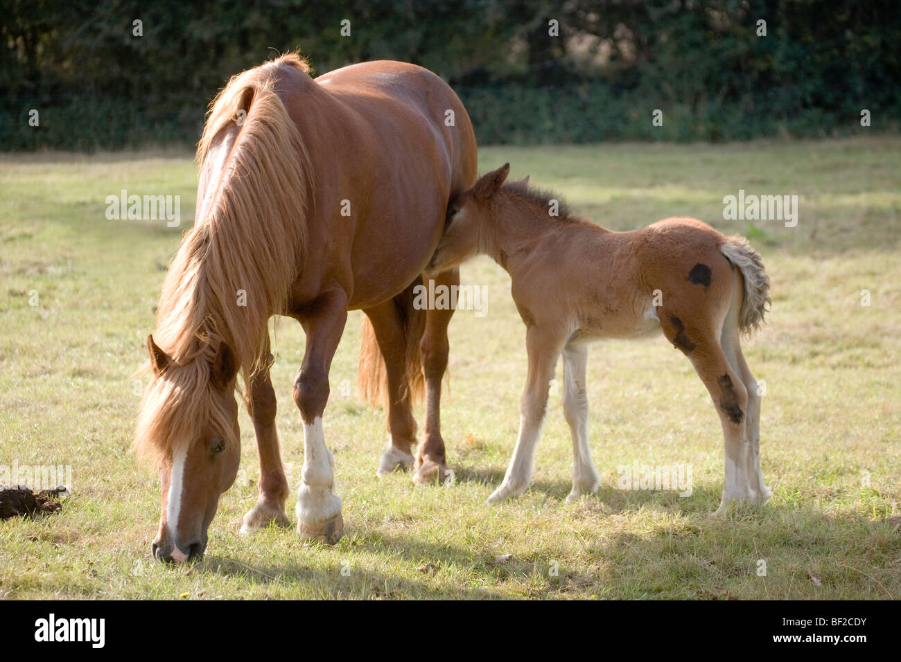 Three weeks old foal about to suckle suckle from Mare (Equus ferus). Domestic riding horse. Stock Photo